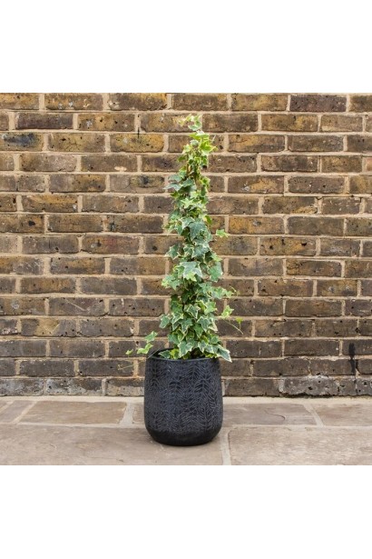 Плющ Голд Чайлд в кашпо з опорою